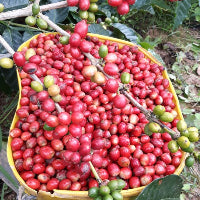 PREMIUM ARABICA